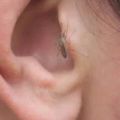 Self Care Tips :  ਤੁਸੀਂ ਵੀ ਪ੍ਰੇਸ਼ਾਨ ਹੋ ਮੱਛਰਾਂ ਤੋਂ ਤਾਂ ਇਹਨਾਂ ਘਰੇਲੂ ਤਰੀਕਿਆਂ ਨਾਲ ਕਰੋ ਖੁਦ ਨੂੰ ਸੁਰਖਿਅੱਤ