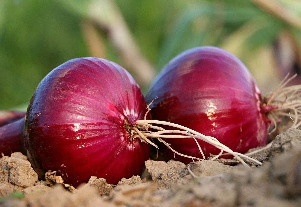 Onion Export: தேர்தல் வியூகமாக வெங்காய ஏற்றுமதிக்கு தடையா? கவலையில்  விவசாயிகள்; என்ன நடக்கிறது?