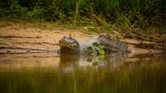 कोल्हापुर की पंचगंगा नदी में मगरमच्छों के बीच 5 दिन तक जिंदा रहा युवक, जानें कैसे बची रही जान