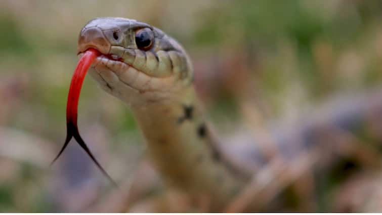 What will happen if one snake bites another snake Know what experts say अगर एक सांप दूसरे सांप को काट ले तो क्या होगा? जानिए क्या कहते हैं एक्सपर्ट