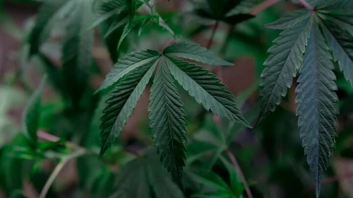 भारत में गांजे की खेती करना गैरकानूनी है. यहां ऐसा करने पर पुलिस गिरफ्तार कर सकती है. लेकिन हाल ही में जर्मन संसद ने एक कानून पारित किया है. जिसके बाद जर्मनी के लोग घरों में भांग के पौधे को उगा सकते हैं.