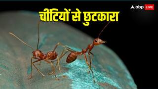 घर के हर कोने में बन रहा चींटियों का गुच्छा, तो इन ट्रिक्स को अपना कर आप भी पा सकते हैं छुटकारा