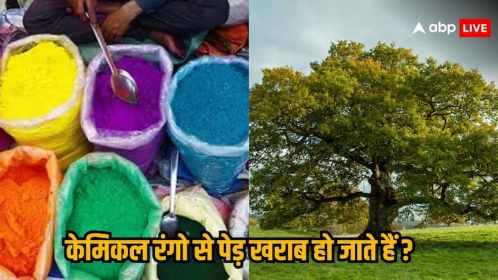 Chemical Colour On Tress: बहुत से लोग पार्क में रंगों से होली खेलते हैं. ऐसे में वह पेड़-पौधे पर रंग फेंक देते हैं. पेड़ पौधों पर अगर केमिकल लगे हुए रंग फेके गए तो उन पर इसका बुरा प्रभाव पड़ सकता है.