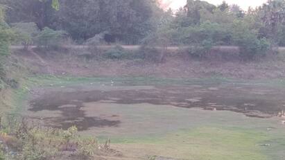 fishes died in kumbakonam on Dry pond without water due to summer Kumbakonam: கடும் வெயில் வறண்டுபோன குளங்கள்! செத்து கருவாடாகும் மீன்கள்! கும்பகோணத்தில் பரிதாபம்