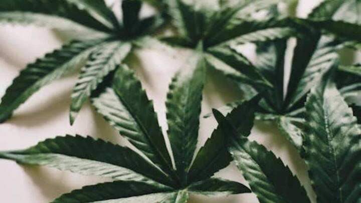 बता दें कि सरकार को जर्मन युवाओं में कैनबिस का उपयोग बढ़ने की सूचना मिली है. परिणामस्वरूप गांजे की कालाबाजारी में बिक्री बढ़ गई थी. उन्होंने कहा कि बिक्री पर तभी नियंत्रण पाया जा सकता है, जब इसे रोका जाए और इसे वैध बनाया जाए.