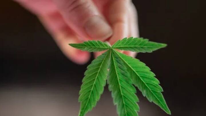 जर्मनी में अब एक व्यक्ति कानूनी तौर पर अपने घर में 3 मारिजुआना के पौधे उगा सकता है. इसके अलावा एक व्यक्ति प्रतिदिन लगभग 25 ग्राम तक भांग का सेवन कर सकता है.