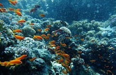 Sea Survey In Europe: ग्रीस के समुद्र में मिला 5000 साल पुराना खजाना, वर्ल्ड वॉर से भी है कनेक्शन, Photos