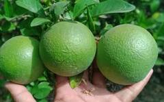 Mosambi Farming: ਇਸ ਤਰੀਕੇ ਨਾਲ ਕਰੋ ਮੌਸਮੀ ਦੀ ਖੇਤੀ, ਹੋਵੇਗਾ ਚੰਗਾ ਮੁਨਾਫ਼ਾ