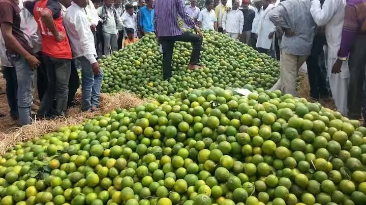 ખેડૂતો હવે ઘણા ફળોની ખેતી કરી રહ્યા છે. જેમાં સીઝનલ ખેતી પણ ખૂબ જ નફાકારક સાબિત થઈ છે. મોસંબીની ખેતી કરીને પણ સારો નફો કમાઈ શકાય છે