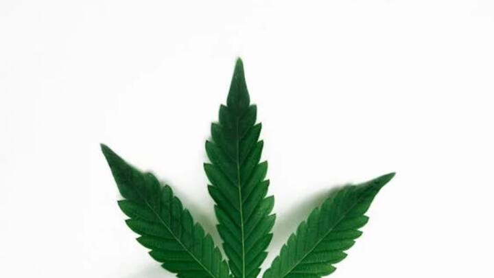 बता दें कि हिमाचल प्रदेश के कांगड़ा के छोटा/बड़ा भंगाल और मंडी जिले के करसोग में भांग की खेती की जाती है. भांग से फाइबर और बीज के लिए राज्य भांग की नियंत्रित खेती की अनुमति देता है. वहीं पकने के बाद कटी हुई फसल को सूखने के लिए अलग रख दिया जाता है. सूखने के बाद बीजों को इकट्ठा कर लिया जाता है और तने तथा शाखाओं से रेशे अलग कर लिए जाते हैं. इसका रेशा जूट से भी अधिक मजबूत होता है और इसका उपयोग रस्सियां बनाने में किया जाता है.