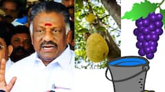 வாளி, பலா, திராட்சை சின்னங்களில் ஒன்றை கேட்டுள்ள ஓபிஎஸ்