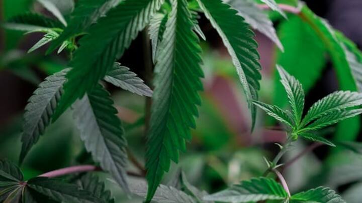 इसके अलावा भांग की राख का इस्तेमाल जानवरों को होने वाली कई बीमारियों के इलाज में किया जाता है. आईसीएआर के मुताबिक जानवरों में हेमेटोमा बीमारी में भांग की राख कारगर है. बता दें कि इस बीमारी में खून के थक्के जम जाते हैं. इसलिए यह उनकी त्वचा पर लगाया जाता है. उत्तराखंड के कुमाऊं रीजन में यह इलाज काफी लोकप्रिय है. आईसीएआर के मुताबिक कभी-कभी मवेशी कांपने लगते हैं, विशेषकर दुधारू मवेशी इसमें भी भांग लाभदायक है.