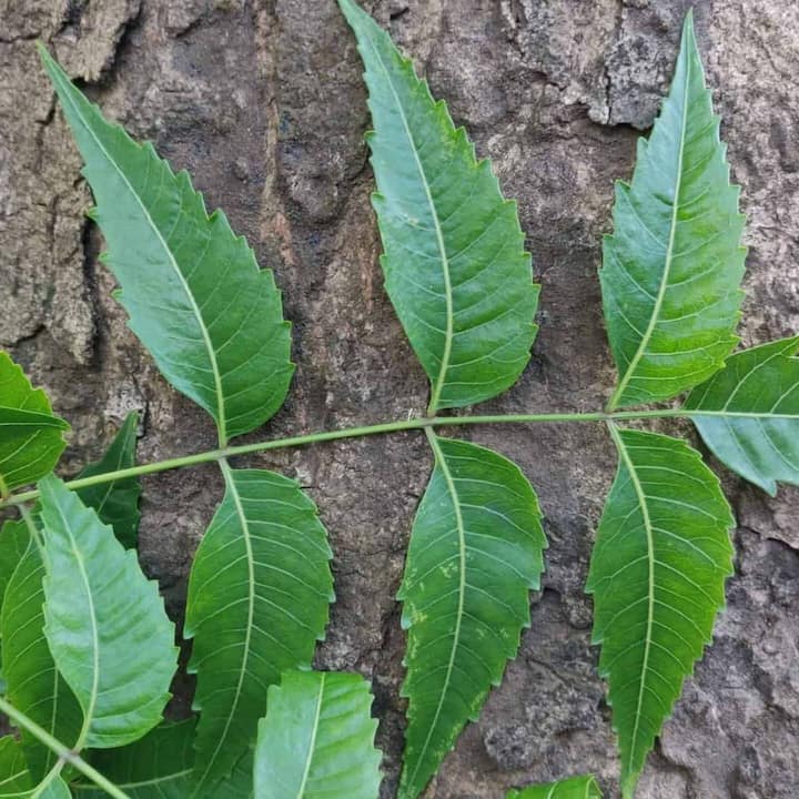 Neem Leaves : ਨਿੰਮ ਦਾ ਸਵਾਦ ਕਾਫੀ ਕੌੜਾ ਹੁੰਦਾ ਹੈ ਪਰ ਨਿੰਮ ਦਾ ਸੇਵਨ ਸਿਹਤ ਲਈ ਬਹੁਤ ਫਾਇਦੇਮੰਦ ਮੰਨਿਆ ਜਾਂਦਾ ਹੈ। ਨਿੰਮ ਦੀ ਵਰਤੋਂ ਸਦੀਆਂ ਤੋਂ ਆਯੁਰਵੇਦ ਵਿਚ ਦਵਾਈ ਦੇ ਤੌਰ 'ਤੇ ਕੀਤੀ ਜਾਂਦੀ ਰਹੀ ਹੈ।