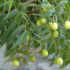 Neem Leaves : ਆਹ ਕੌੜੇ ਪੱਤੇ ਸਿਹਤ ਲਈ ਹਨ ਸ਼ਹਿਦ ਤੋਂ ਵੱਧ ਮਿੱਠੇ