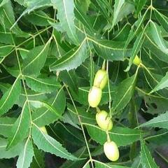 Neem Leaves : ਆਹ ਕੌੜੇ ਪੱਤੇ ਸਿਹਤ ਲਈ ਹਨ ਸ਼ਹਿਦ ਤੋਂ ਵੱਧ ਮਿੱਠੇ