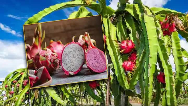 Dragon Fruit Farming: હવે ભારતમાં ઘણા ખેડૂતો ડ્રેગન ફ્રૂટની ખેતી કરી રહ્યા છે. ડ્રેગન ફ્રુટનું ઝાડ તમને 25 વર્ષ સુધી ફળ આપે છે. એકવાર તમે પૈસાનું રોકાણ કરો તો તમે કરોડો રૂપિયા કમાઈ શકો છો.