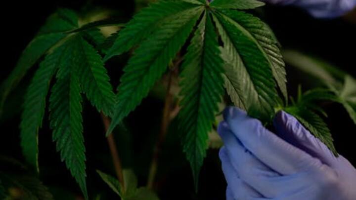 दरअसल भांग का इस्तेमाल बहुत सारे प्रोडक्ट बनाने में भी किया जाता है. बता दें कि भांग वार्निस इंडस्ट्री की जान है. भांग के बीज के तेल का उपयोग वार्निश उद्योगों में अलसी के तेल के विकल्प के रूप में किया जाता है. इसके अलावा साबुन के निर्माण में भी इसका इस्तेमाल किया जाता है.