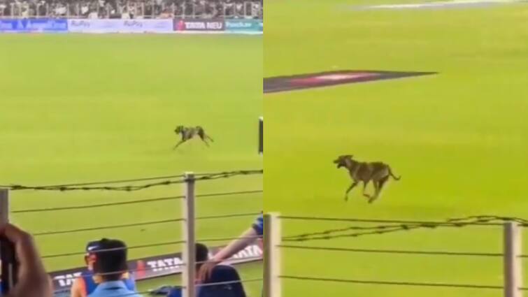 IPL 2024 Gujarat Titans vs Mumbai Indians ahmedabad crowd compare hardik pandya to a dog - Watch Video Watch Video: மைதானத்திற்கு நடுவே ஓடிய நாய்.. ஹர்திக்.. ஹர்திக் என்று கூச்சலிட்ட ரசிகர்கள்.. என்ன நடந்தது..?