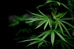 Holi 2024: હોળીમાં વધુ પડતી ભાંગ પીવાય જાય તો અપનાવો આ ઘરેલુ ઉપાય, તરત જ ઉતરી જશે નશો