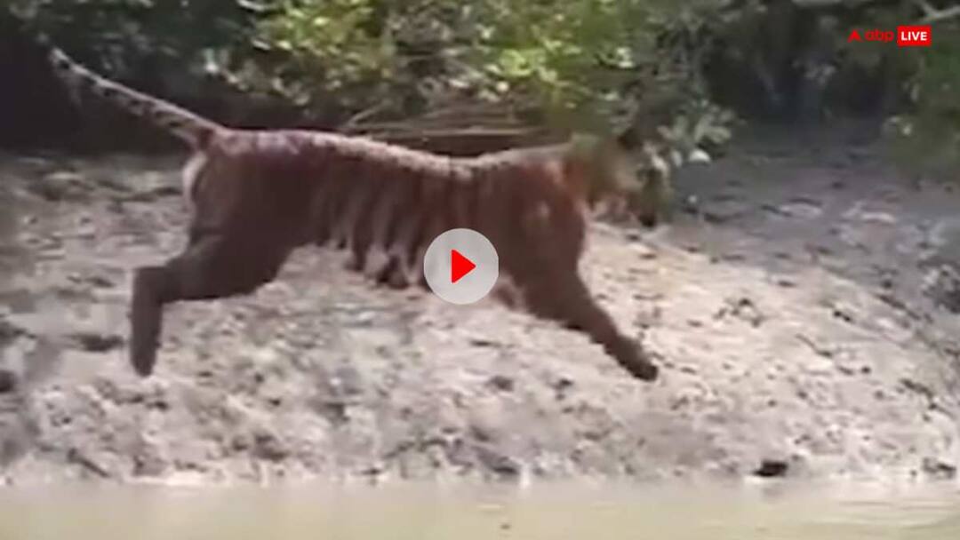 Tiger Jump Video: सुंदरवन में नदी पार करने के लिए टाइगर ने लगाई जादुई छलांग, लोगों को हैरान कर रहा वीडियो Tiger Jump Video across a 20-feet rivulet video goes viral on internet users reacted watch Tiger Jump Video: सुंदरवन में नदी पार करने के लिए टाइगर ने लगाई जादुई छलांग, लोगों को हैरान कर रहा वीडियो