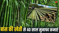 बांस की खेती बना देगी आपको अमीर, करना होगा बस ये काम