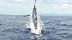 ये है दुनिया की सबसे तेज मछली, ट्रेन के बराबर है इसकी रफ्तार