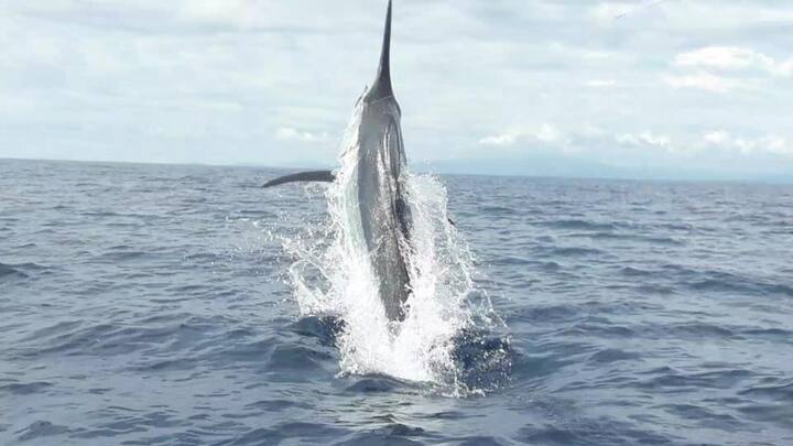 ब्लैक मर्लिन मछली का ऊपरी जबड़ा लंबा होता है, जो तलवार की तरह दिखता है. इनका संबंध स्वोर्डफिश से होता है. क्योंकि इनका ऊपरी जबड़ा उनकी तरह ही लंबा होता है. हालांकि लंबाई उनसे कम होती है. विकिपीडिया के मुताबिक ब्लैक मार्लिन मछली इंडियन और पैसेफिक ओशन में पाई जाती है.