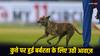 IPL 2024: मैदान में कुत्ते के साथ बदसलूकी पर मचा बवाल, एनिमल एक्टिविस्ट ने की जुर्माने की मांग!