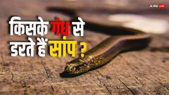 इन चीजों की गंध से डरते हैं सांप, इनमें से कुछ आपके घर में मौजूद