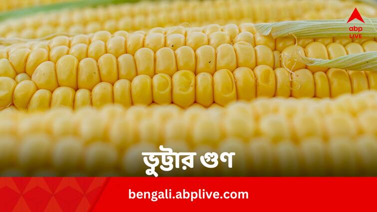 Corn health benefits for heart bone eye stomach and in sugar in bengali Corn Benefits: খাবার হজম থেকে হার্ট ভাল রাখা, আর কী কী করে ভুট্টা ?