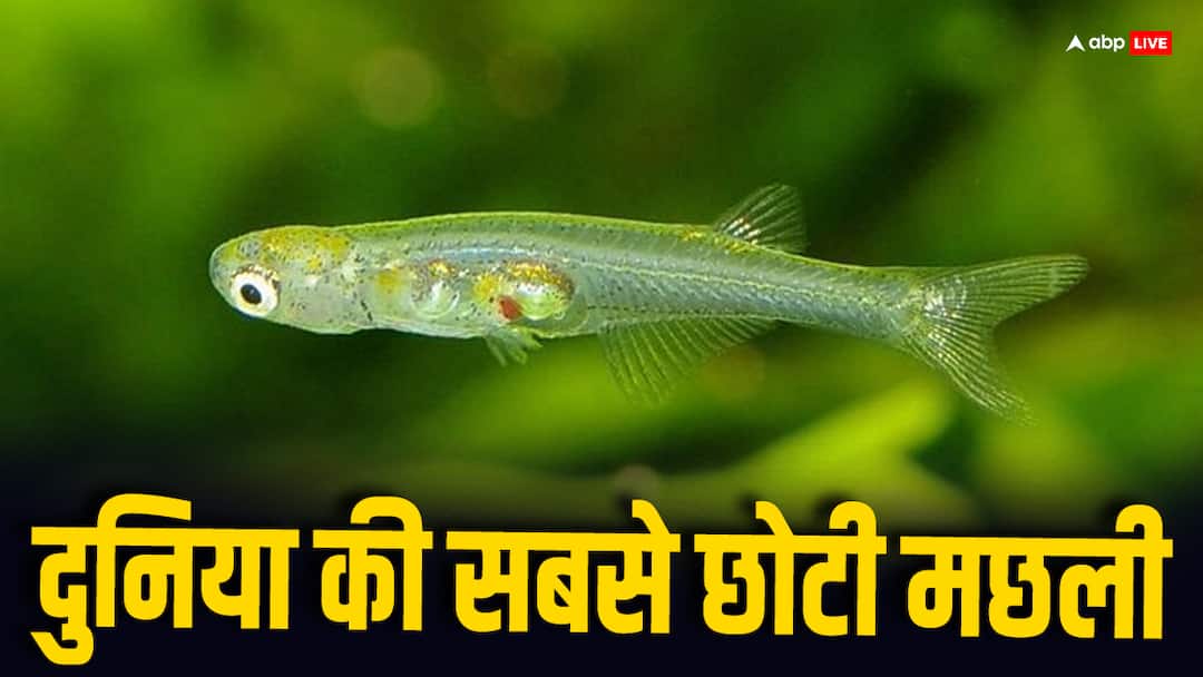 danionella cerebrum This is the worlds smallest fish know its size ये है दुनिया की सबसे छोटी मछली, जानें कितना है इसका साइज