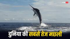 ये है दुनिया की सबसे तेज मछली, ट्रेन के बराबर है इसकी रफ्तार