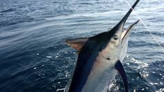 ये है दुनिया की सबसे तेज मछली, ट्रेन के बराबर है इसकी रफ्तार