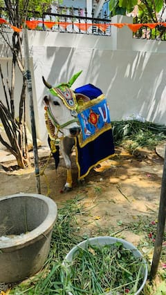 Karimnagar News: లేగదుడకు బారసాల- ఘనంగా నిర్వహించిన కరీంనగర్‌కు చెందిన దంపతులు