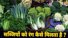गाजर लाल और मूली सफेद क्यों होती है, जानिए किस वजह से बदलता है सब्जियों का रंग