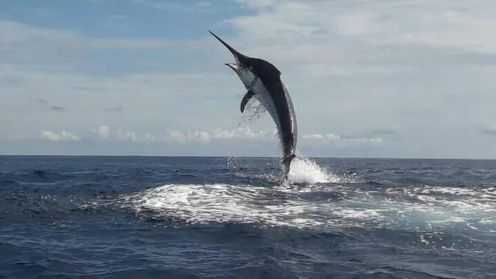 ब्लैक मर्लिन का सांइटिफिक नाम इस्टिओम्पैक्स इंडिका होता है, जिसकी लंबाई 4.5 m (15 फीट) तक पहुंच सकती है. इसलिए ये सबसे बड़ी मर्लिन में से एक है. यह सबसे बड़ी बोनी फिश में से एक भी है. इसका वजन 1,650 पाउंड तक हो सकता है.