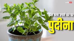 घर पर भी उगाया जा सकता है पुदीना, क्या है पूरी प्रक्रिया चलिए जानते हैंं