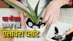 घर में इन जगहों पर रखें एलोवेरा प्लांट, हेल्दी बना रहेगा पौधा
