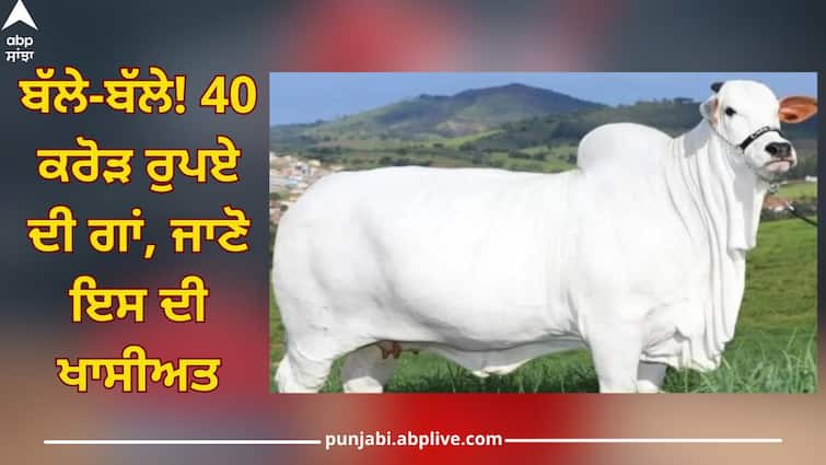 viatina most expensive cow of world comes with 40 crore rupees Most Expensive Cow: ਬੱਲੇ-ਬੱਲੇ! 40 ਕਰੋੜ ਰੁਪਏ ਦੀ ਗਾਂ, ਜਾਣੋ ਇਸ ਦਾ ਭਾਰਤ ਦੇ ਨਾਲ ਕੀ ਸੰਬੰਧ?