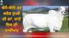 Most Expensive Cow: ਬੱਲੇ-ਬੱਲੇ! 40 ਕਰੋੜ ਰੁਪਏ ਦੀ ਗਾਂ, ਜਾਣੋ ਇਸ ਦਾ ਭਾਰਤ ਦੇ ਨਾਲ ਕੀ ਸੰਬੰਧ?