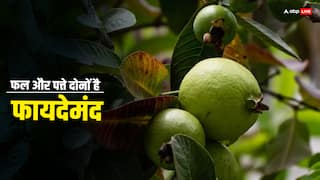 Health Tips: इस पेड़ का फल ही नहीं पत्ता भी है रामबाण, कब्ज जैसी बीमारियों को करता है जड़ से खत्म