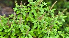 Tulsi: તુલસીના 11 પાનના આ ચમત્કારિક ઉપાય નહીં જાણતા હો તમે, ખુલી જશે કિસ્મતનું તાળું