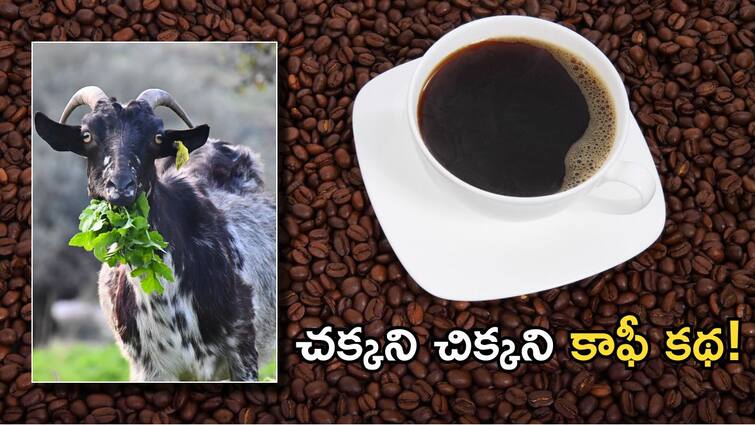 History of Coffee How It Was Discovered who introduced in india abpp Coffee History: ఆ మేకలే లేకపోతే కాఫీ పుట్టేదా? ఈ ‘వైన్ ఆఫ్ అరబీ’ టేస్టే కాదు, హిస్టరీ కూడా గమ్మత్తే - దొంగ మార్గంలో ఇండియాలోకి ఎంట్రీ?