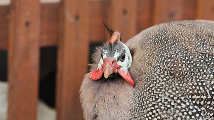 इस पक्षी में सबसे पॉपुलर प्रजाति में हेलमेट वाले गिनी फाउल कई जगहों पर पाए जाते हैं. अफ्रीका के अलावा ये उत्तरी और दक्षिणी अमेरिका, यूरोप और भारत में भी पाए जाते हैं. हालांकि इन पक्षियों का शिकार मगरमच्छ, सांप और तेंदुए जैसे जीव करते हैं.