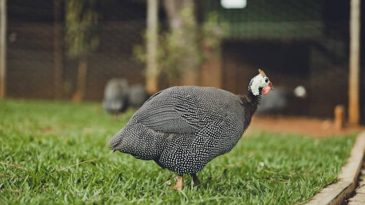 बता दें कि भारत में इस पक्षी को काफी बड़े स्तर पर मांस और अंडे के लिए पाला जा रहा है. क्योंकि इनको पालना कम खर्चीला भी होता है. ये पक्षी काफी लंबे समय तक बिना पानी के भी रह सकते हैं. इस पक्षी का शोर इतना ज्यादा होता है कि कई बार आस-पास के लोग परेशान हो जाते हैं. इसलिए इसे पालना भी काफी मुश्किल माना जाता है.