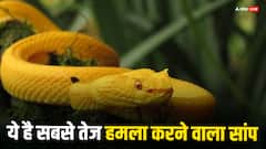 ये है दुनिया का सबसे तेजी से वार करने वाला सांप, इसका जहर भी बहुत खतरनाक