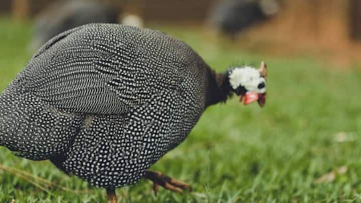 एक रिपोर्ट के मुताबिक गिनी फाउल को लोग पोल्ट्री में जरूर पालते हैं. उसका सबसे बड़ा कारण ये है कि गिनी फाउल शिकारियों को दूर भगाने के लिए खास तरीका अपनाती है. ये पक्षी बहुत तेज आवाज निकालती है, जिससे अन्य जीव या इंसान चौकन्ने हो जाते हैं. लेकिन ये सांपों के भी दुश्मन होते हैं.