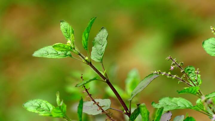 Tulsi: હિંદુ ધર્મમાં તુલસીના છોડને ખૂબ જ પવિત્ર માનવામાં આવે છે. તુલસી ભગવાન વિષ્ણુને સૌથી પ્રિય છે, કારણ કે તેને માતા લક્ષ્મીનું સ્વરૂપ માનવામાં આવે છે.