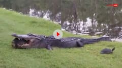 Video: अपनी समझदारी से कछुआ नहीं बना मगरमच्छ का शिकार, शिकारी के चंगुल से यूं बचाई जान