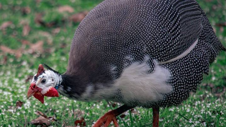 सांप भी पोल्ट्री फार्मिंग में बेहद खास शिकारी माने जाते हैं. ये कई बार मुर्गियों के अंडे चुरा लेते हैं या फिर चूज़ों को मार डालते हैं. लेकिन गिनी फाउल पक्षी सांपों को नोच-नोचकर मार डालते हैं. हालांकि ये बड़े और ज्यादा खतरनाक सांपों का अकेले सामना नहीं कर पाते हैं. तब उन्हें अपने झुंड की जरूरत पड़ती है.